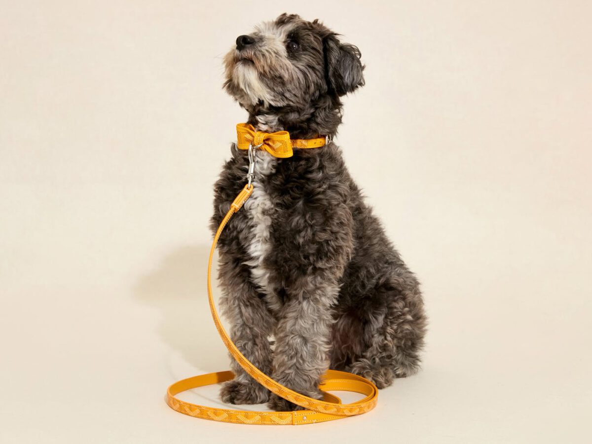 I'm Running (Not Walking) To Buy My Dog This Accessory From Goyard