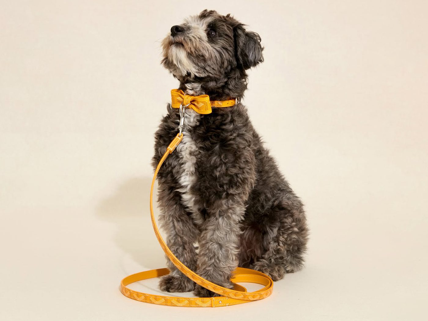 Goyard Bow Dog Leash