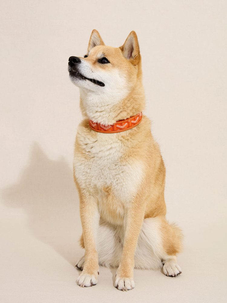 Goyard Pet Collar